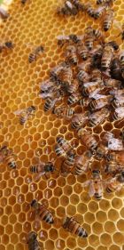 abeilles.4.jpg